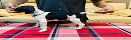 Pointer dogs for sale: Pedigree Pointer Pups - Advert 36