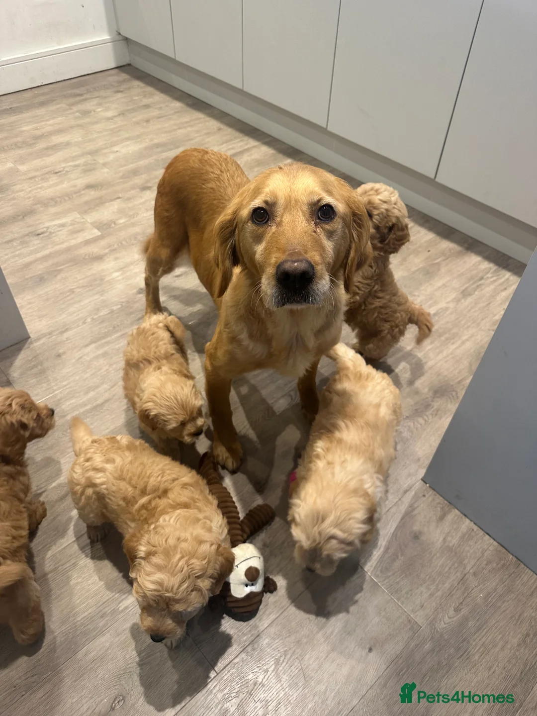 Goldendoodle dogs for sale: Stunning Male Multigenerational Goldendoodles - Advert 7