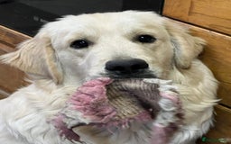 Golden Retriever dogs for stud: Golden Retriever for stud in Thirsk - Image 6