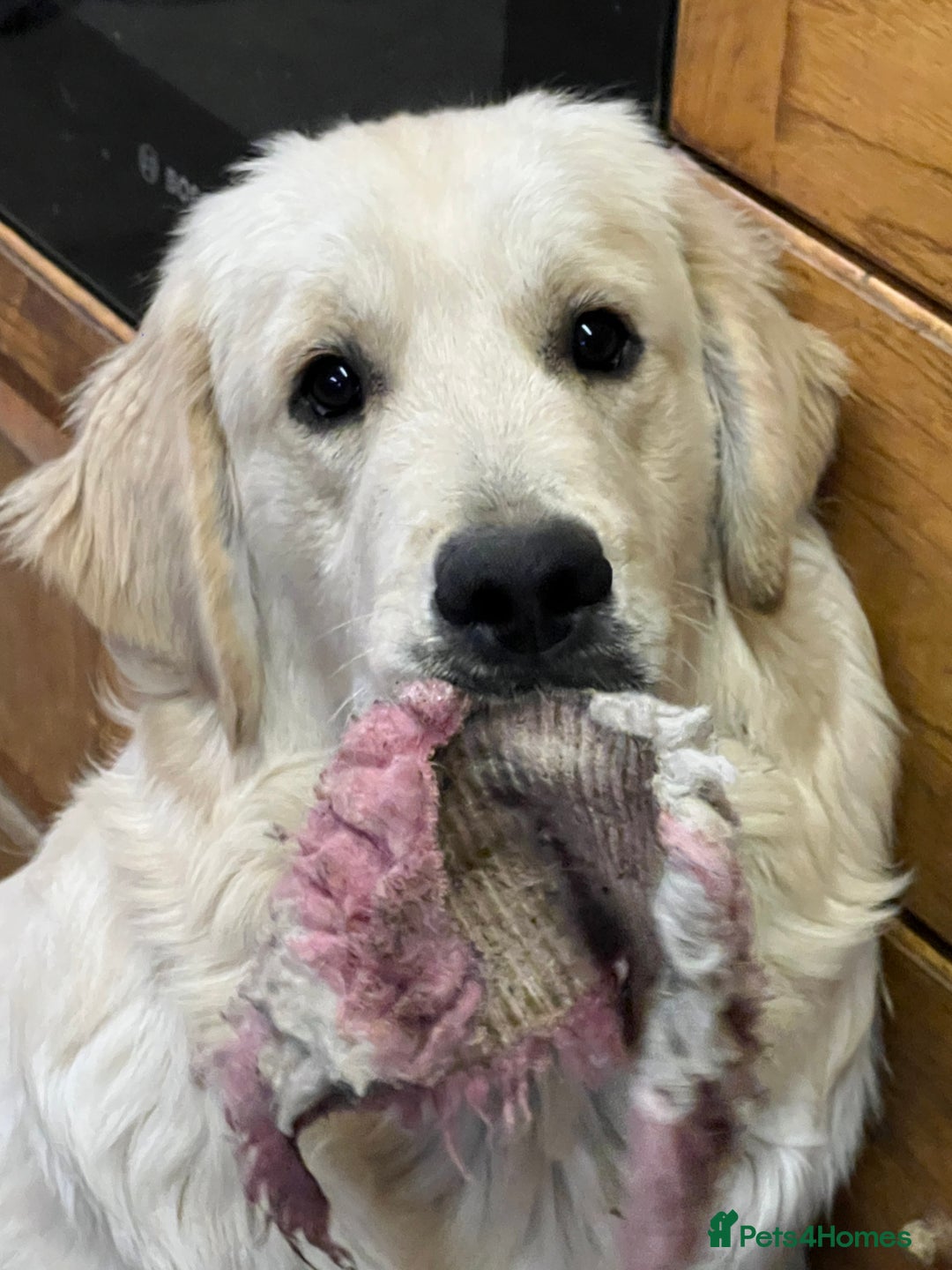 Golden Retriever dogs for stud: Golden Retriever for stud in Thirsk - Image 6