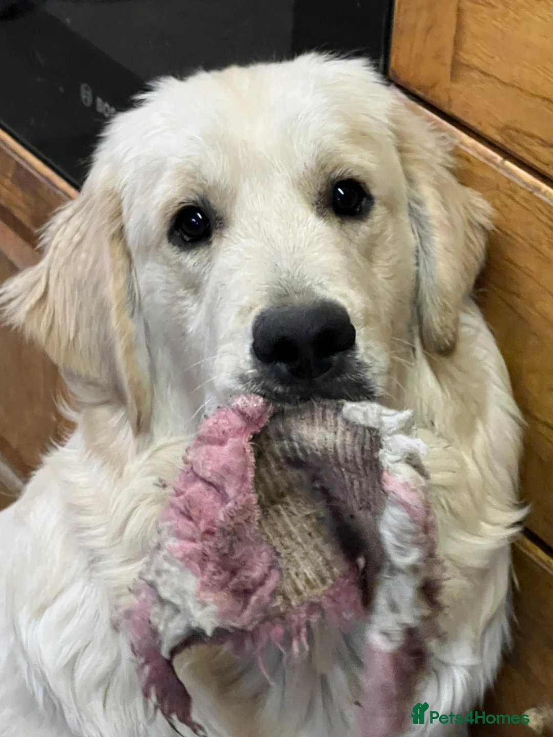 Golden Retriever dogs for stud: Golden Retriever for stud in Thirsk - Advert 8