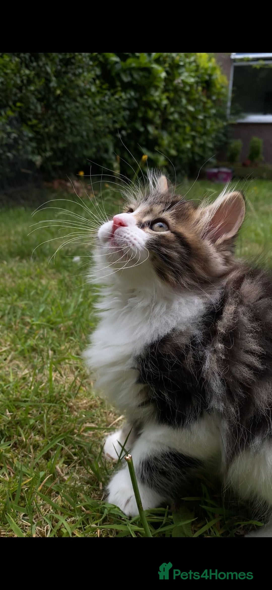 Kurilian Bobtail cats for sale: Reserved Kurilian Bobtail  kitten in spring  - Advert 11