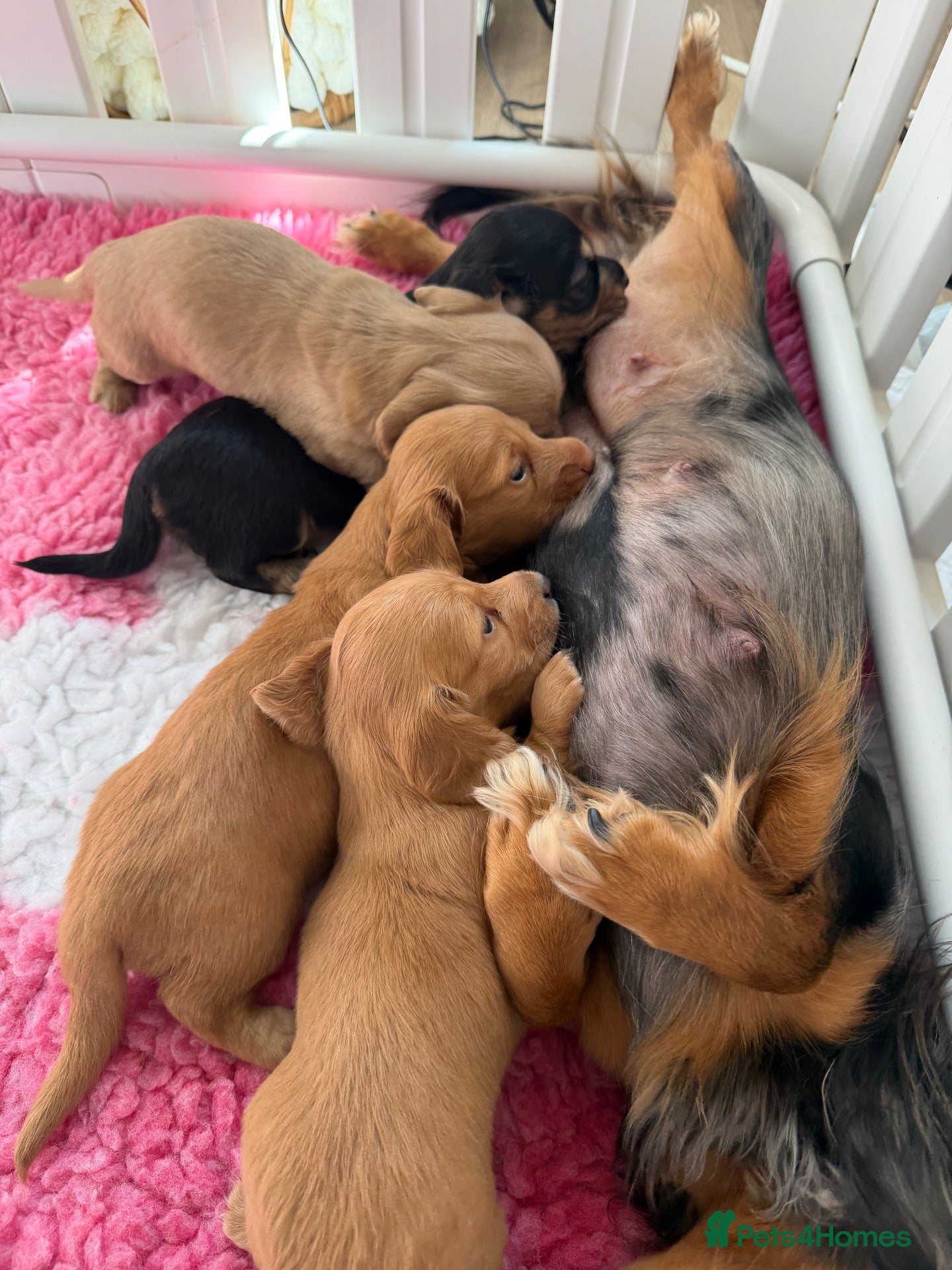 Miniature Dachshund dogs  KC Registered Long-Haired Dachshund Puppies ✨ - Advert 1