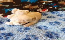 Labradoodle dogs for sale: f1 MINIATURRE LABRADOODLES FROM 5*LICENCED BREEDER - Image 14
