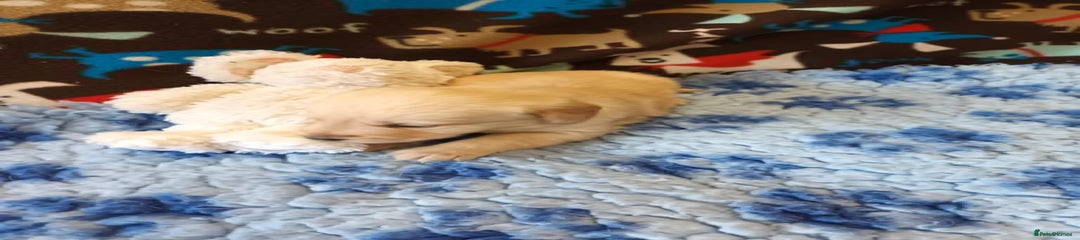 Labradoodle Puppy 5