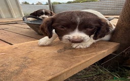 English Springer Spaniel dogs for sale: Beautiful pedigree springer spaniels  - Image 15