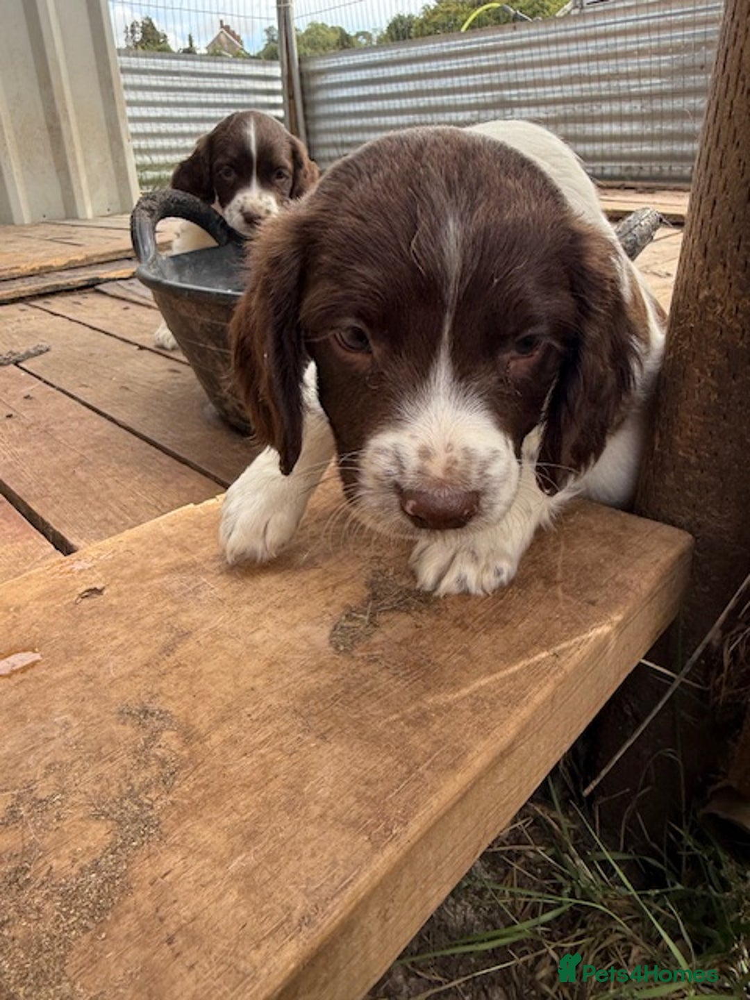 English Springer Spaniel dogs for sale: Beautiful pedigree springer spaniels  - Image 15