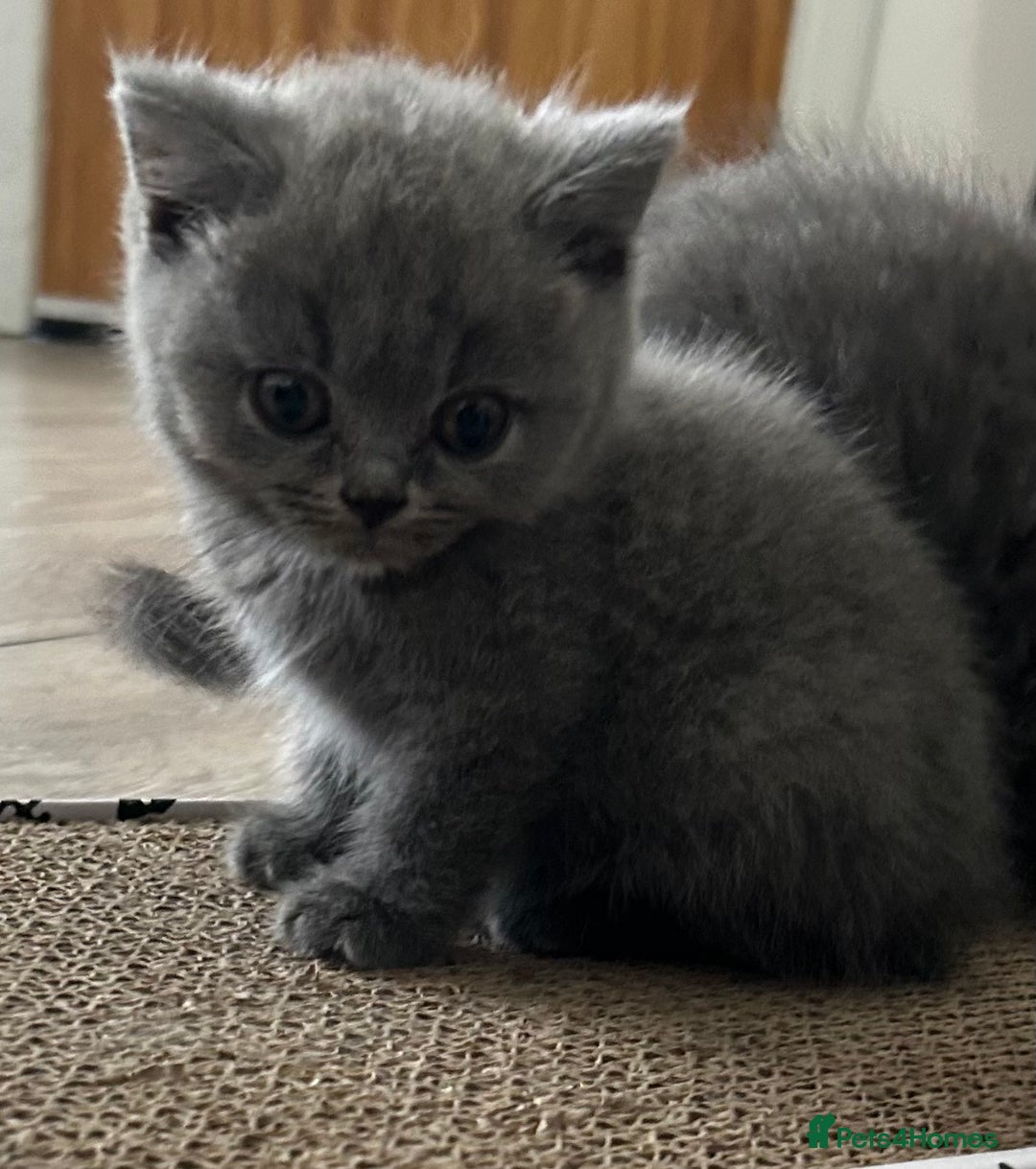 British Shorthair cats for sale: GCCF active mum and daughter blue BSH - Image 7