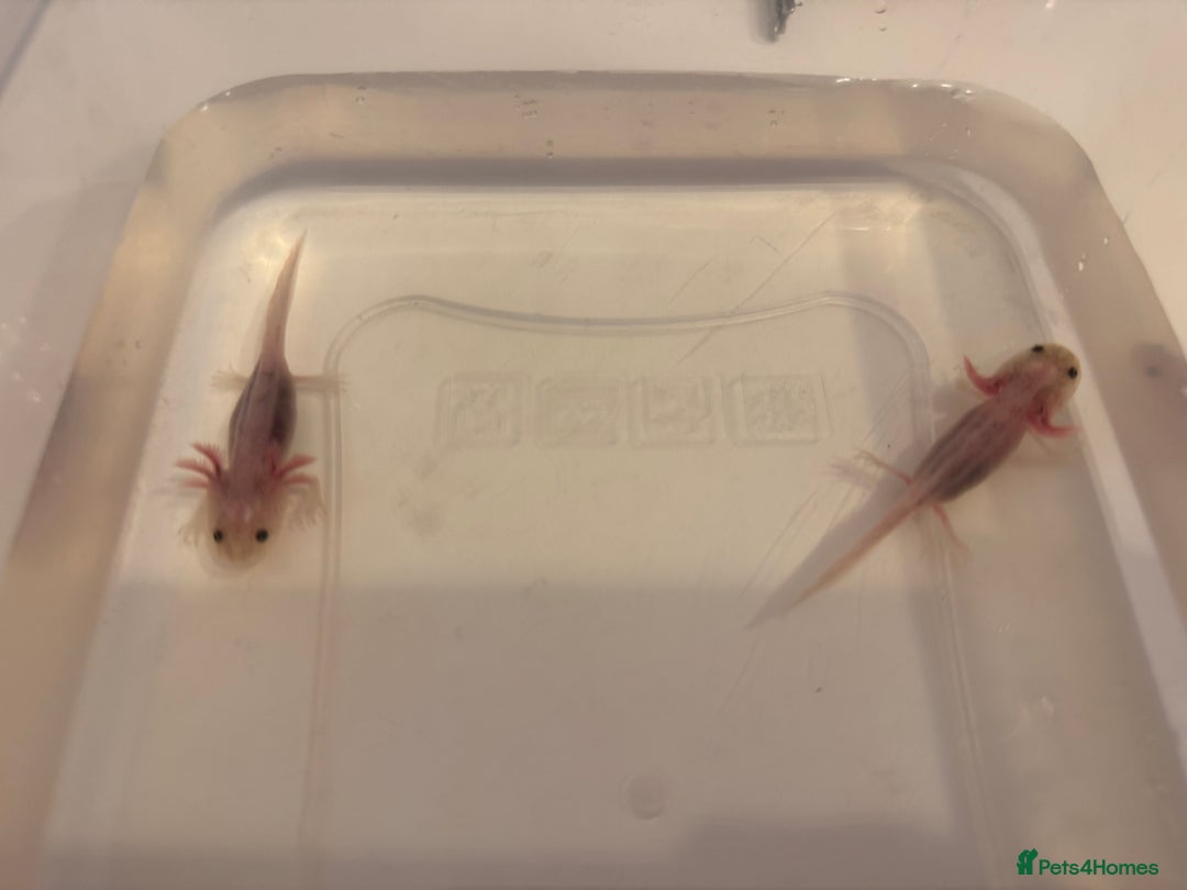 Axolotl reptiles for sale: Axolotl - Image 12