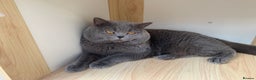 British Shorthair cats for stud: GCCF Active Reg BSH Blue Ch.l. 2 studs available  in Bolton - Advert 3