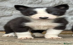 Border Collie dogs for sale: Border collie pups  - Image 27