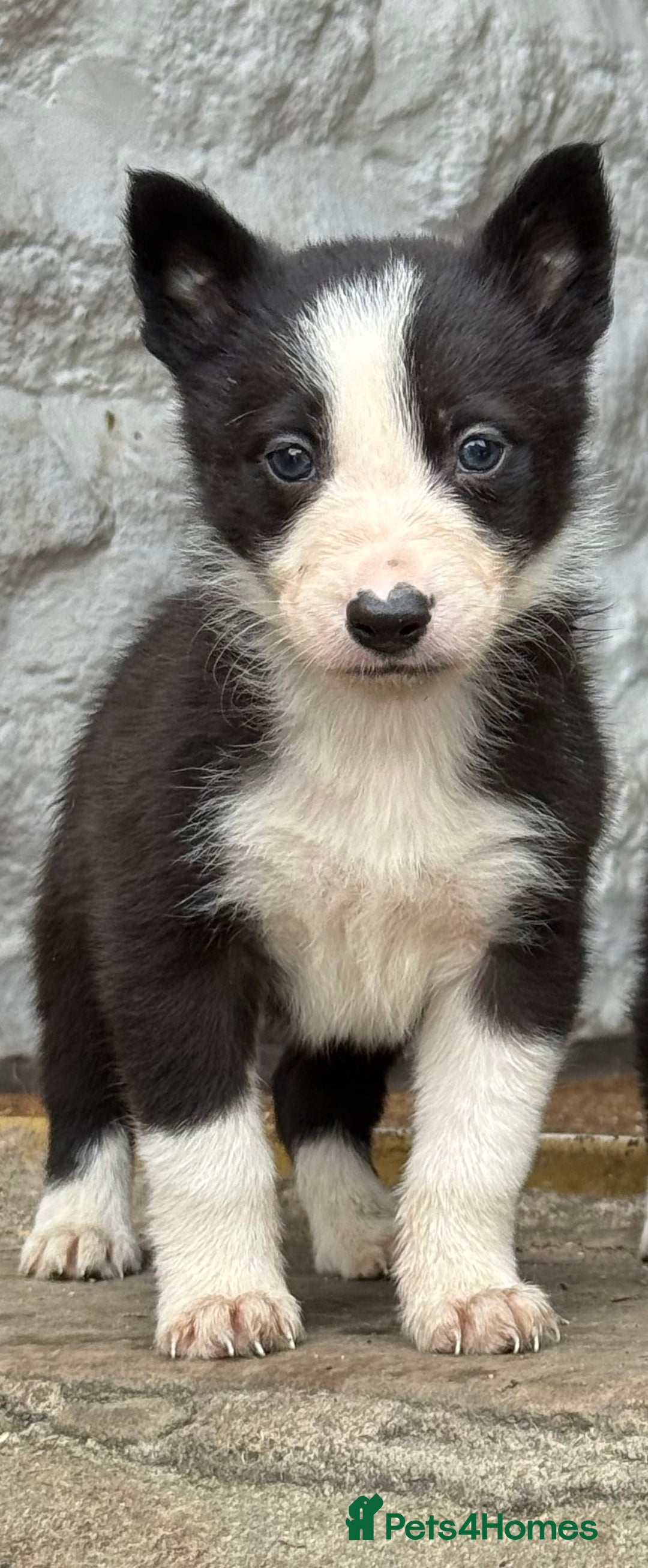 Border Collie dogs for sale: Border collie pups  - Image 27