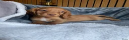 Cocker Spaniel dogs for sale: KC reg Working cockers - Outstanding pedigree - Advert 25