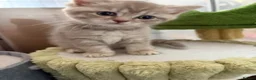 Mixed Breed cats for sale: Gorgeous British shorthair x Scottish fold - Advert 6