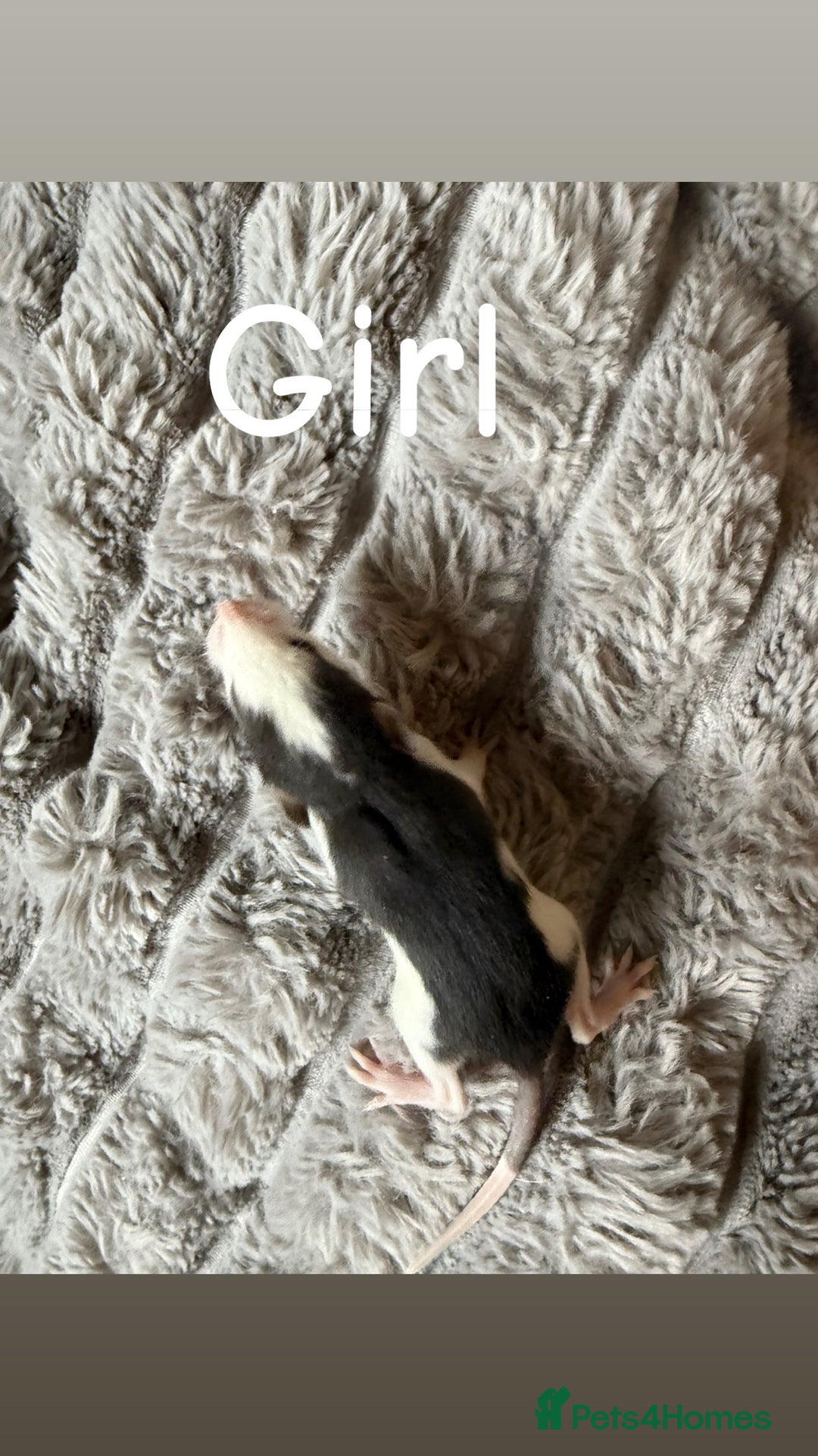 Rat rodents for sale: Baby rats mixed  - Advert 3