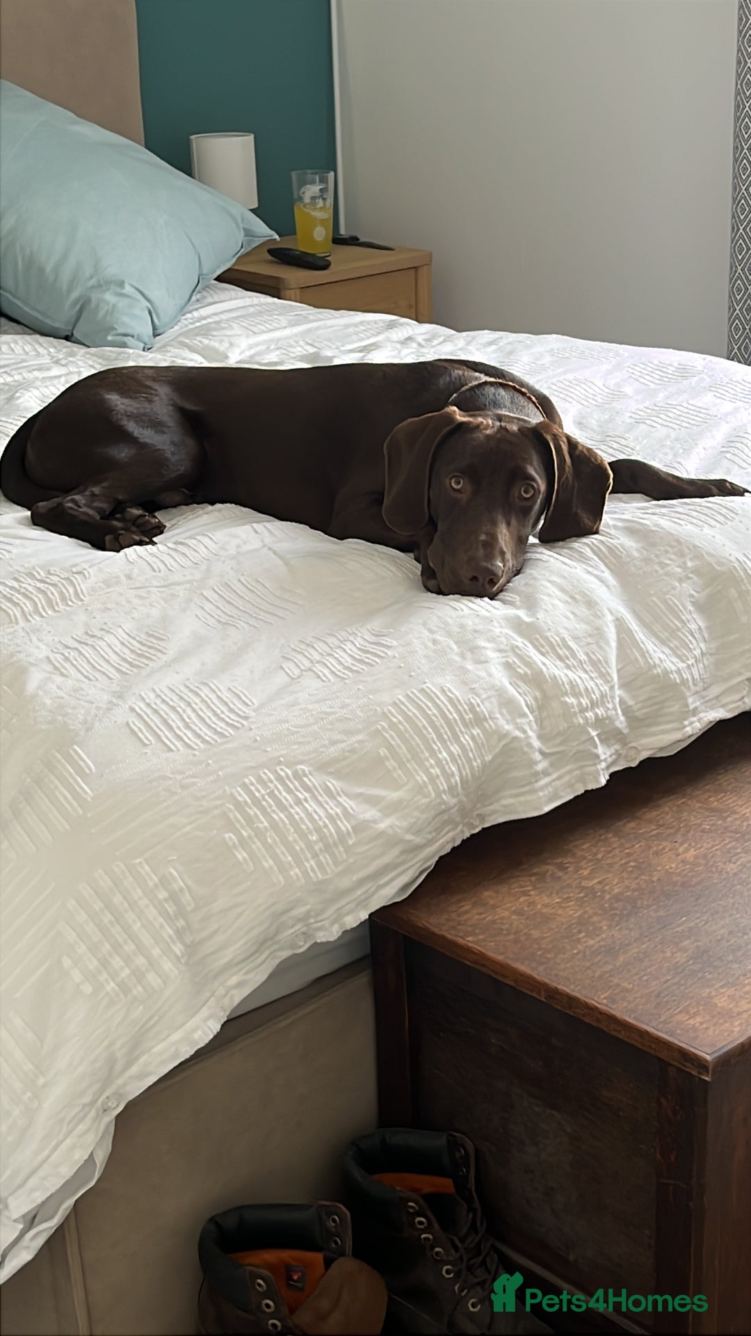 Mixed Breed dogs for sale: Beautiful Flynn - Advert 1