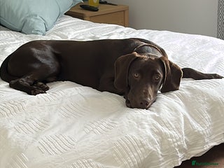 Mixed Breed dogs Beautiful Flynn - Advert 2