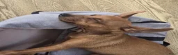 Miniature Pinscher dogs for sale: Min Pin Jesko Is Looking For His Forever Family 💙 - Advert 4