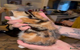 Mixed Breed cats for sale: Two girls left  - Image 5