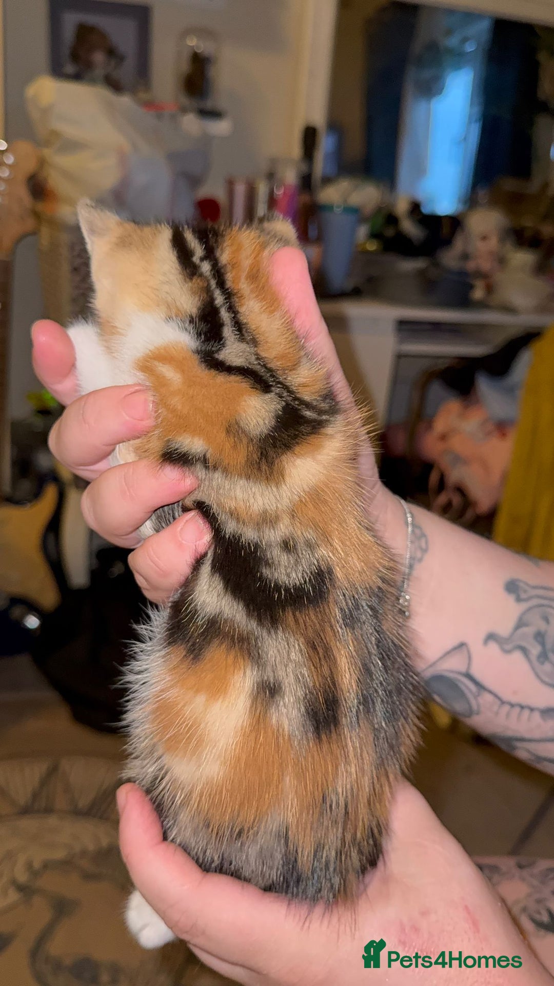 Mixed Breed cats for sale: Two girls left  - Image 5