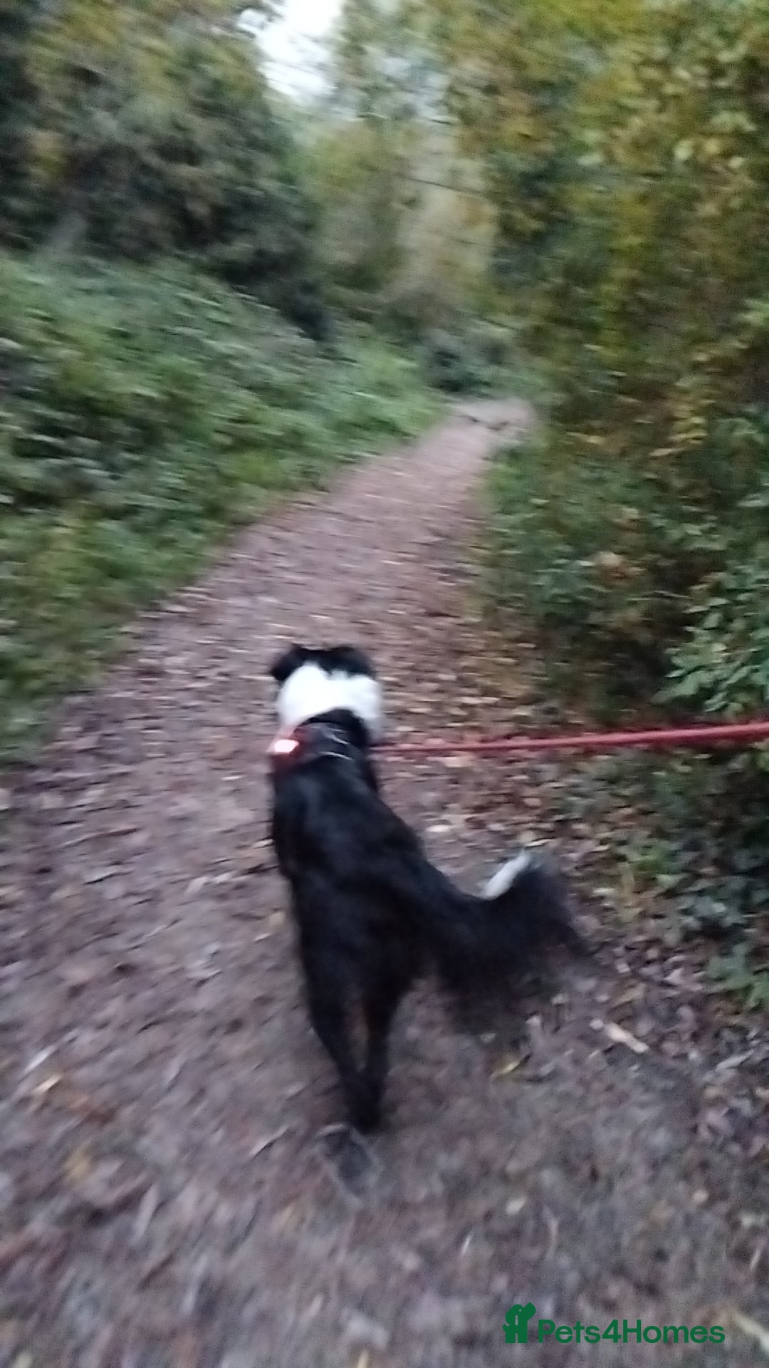 Border Collie dogs for sale: BaileyBoy - Advert 15