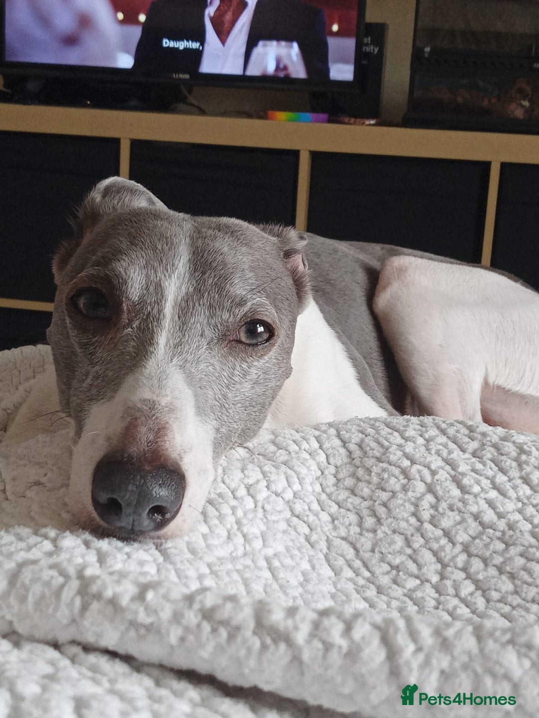 Whippet dogs for stud: Blue proven KC whippet for stud. in Pontefract - Image 2