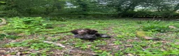 Cocker Spaniel dogs for stud: Liver roan cocker available for stud - Advert 3