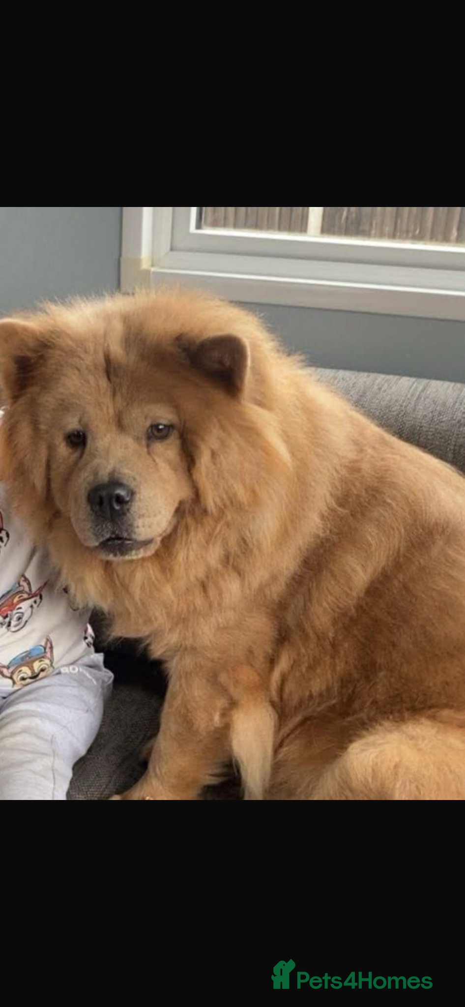 Chow Chow dogs chow chow puppies  - Advert 15