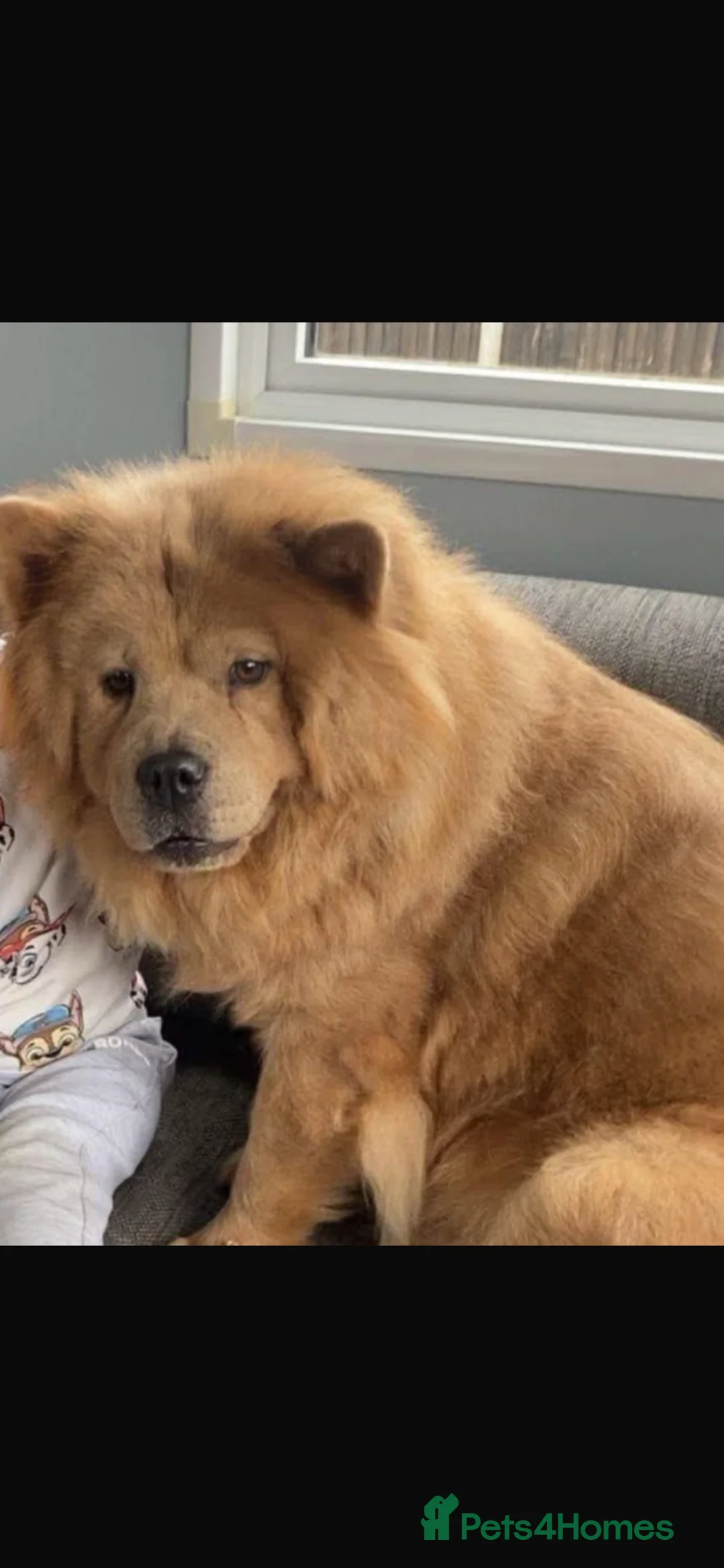 Chow Chow dogs for sale: chow chow puppies  in Broxbourne - Advert 1