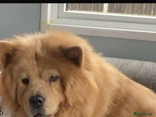 Chow Chow dogs chow chow puppies - Advert 15