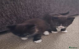 Mixed Breed cats for sale: 2 sweet little girls - Image 3