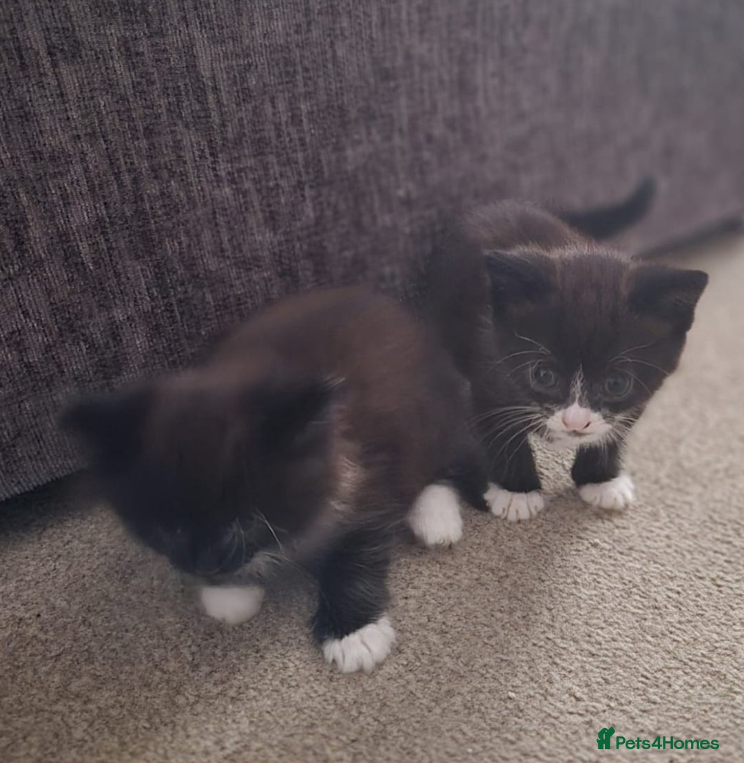 Mixed Breed cats for sale: 2 sweet little girls - Image 3