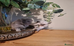 Persian cats for sale: Persian kittens - Image 2