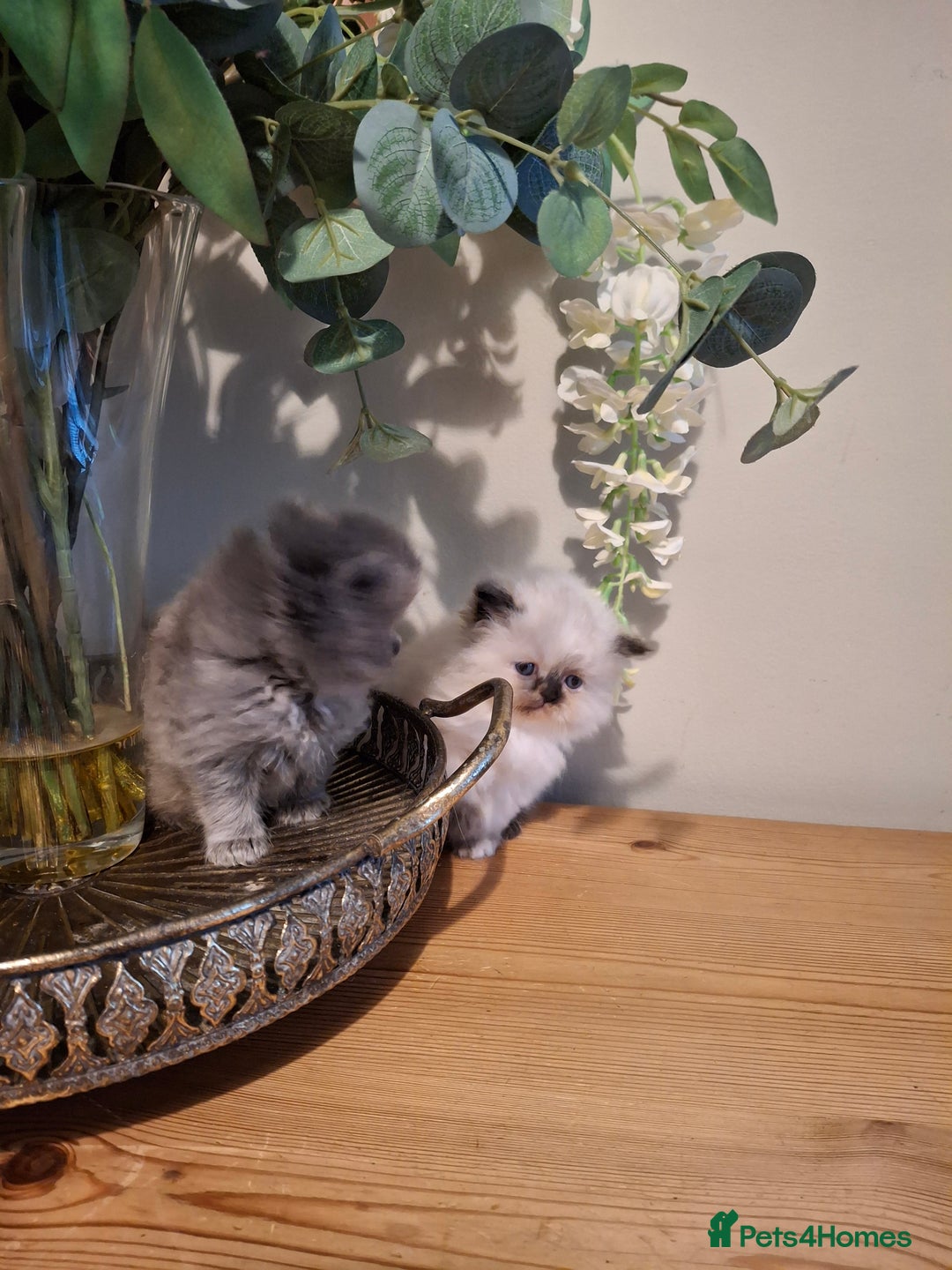 Persian cats for sale: Persian kittens - Image 2