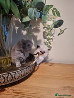 Persian cats - Advert 7