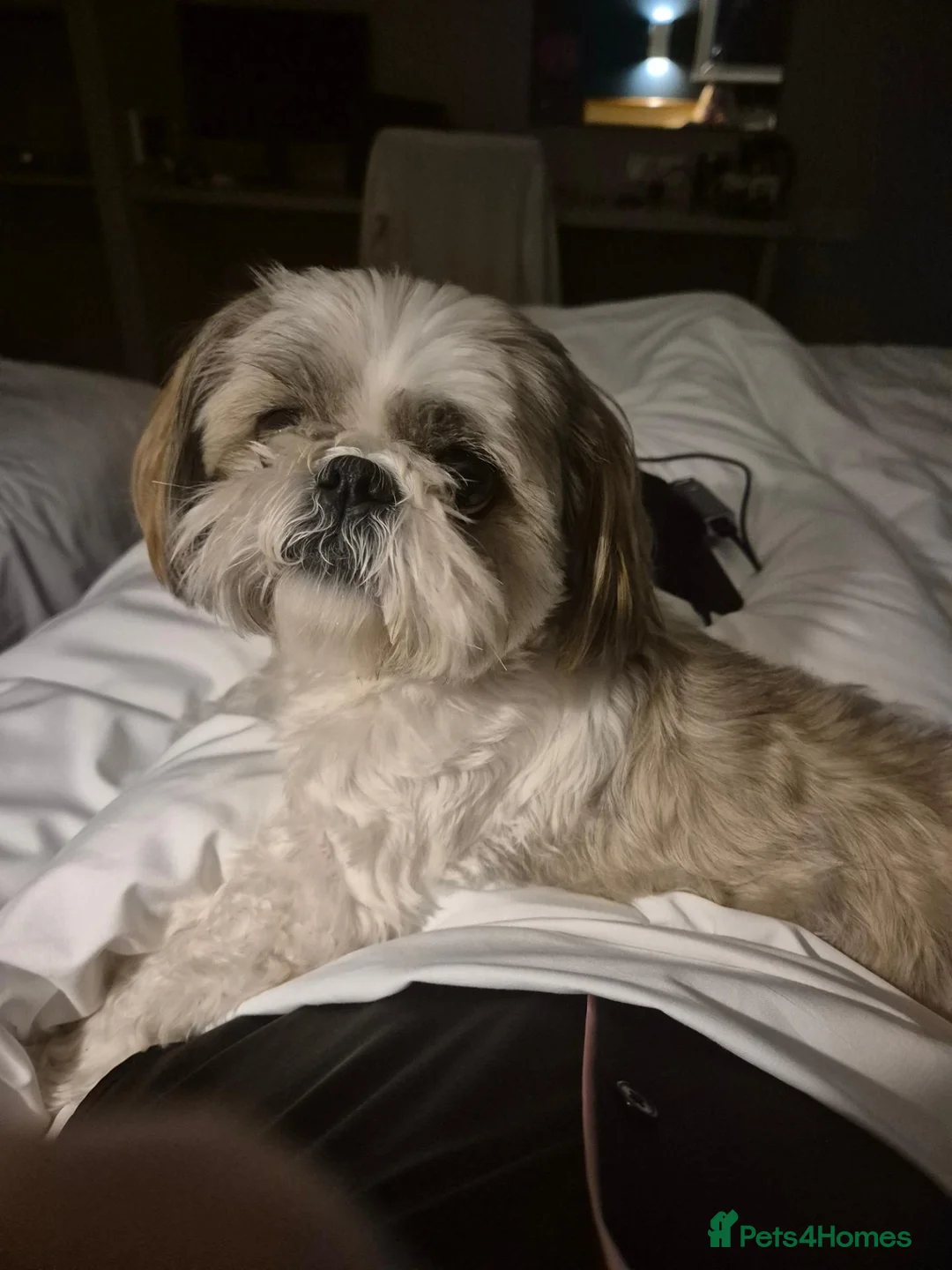 Shih Tzu dogs for sale: 5-Year-Old Shih Tzu Female in Thetford - Advert 1