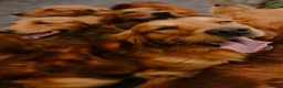 Golden Retriever dogs for sale: KC Golden Retriever Fox Red Working Pups - Advert 17