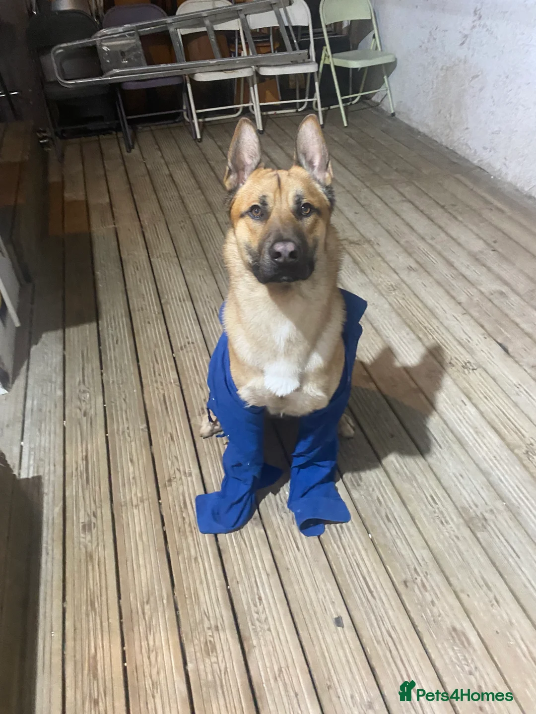 Mixed Breed dogs for sale: DOG           - Advert 1