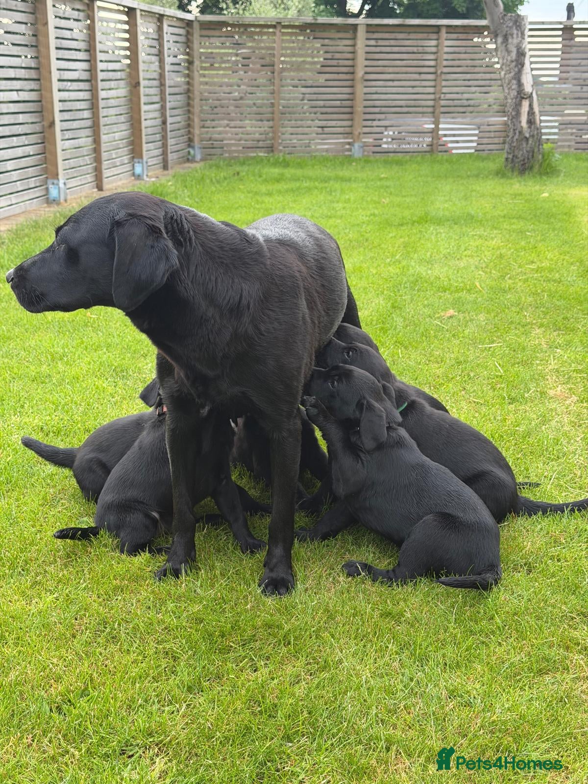 Labrador Retriever dogs for sale: KC Reg Black Labrador Pups, FT Ch Bred - Advert 3