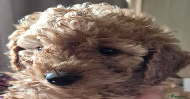 Cockapoo dogs - Advert 9