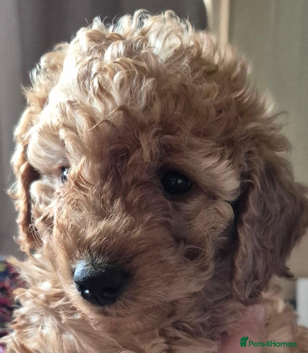 Cockapoo dogs for sale: Cockapoos 1 GIRL LEFT UPDATED 27/7/25 F1B fox RED - Image 3