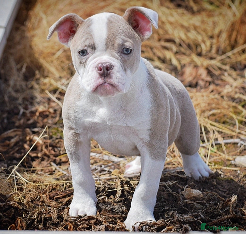 Olde English Bulldogge dogs 23❤️YEARS❤️5⭐️RATED❤️LICENSED❤️PROFESSIONALS❤️ - Advert 9