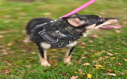 Mixed Breed dogs for adoption: 💖🐶 BUKA 🐶💖 - Image 16