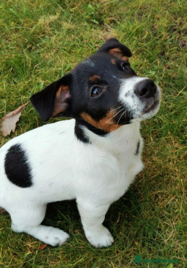 Jack Russell dogs Jack russell - Advert 1