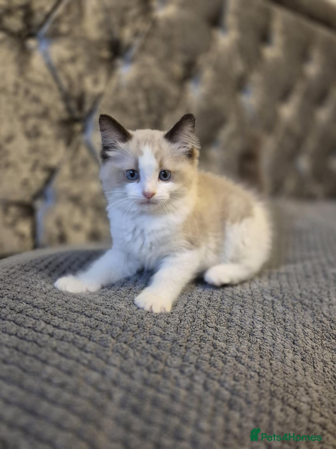 Ragdoll cats for sale: 3 Tica Registered Ragdoll Kittens For Sale  - Advert 9