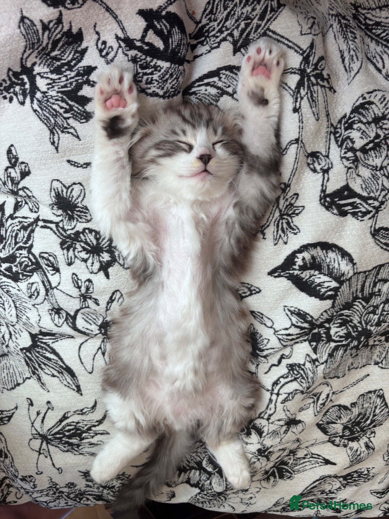 Mixed Breed cats Mixed kittens - Advert 2