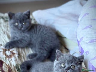 British Shorthair cats British Shorthair Kittens - Advert 4