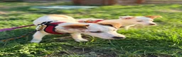 Mixed Breed dogs for adoption: ❤️🐶 AISY & BASIA –TWO LITTLE SUNBEAMS TOGETHER in Burton-on-Trent - Advert 16