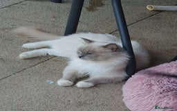 Ragdoll cats for sale: GCCF Active Blue Mitted Stud male for sale - Image 4