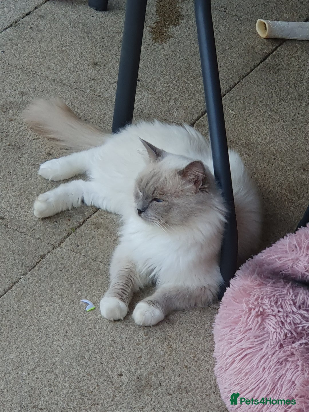 Ragdoll cats for sale: GCCF Active Blue Mitted Stud male for sale - Image 4